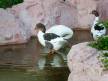 Отель Armas Green Fugla Beach Hotel 4*,  - фото 66