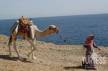 Отель Safir Dahab Resort  5*, Дахаб - фото 3