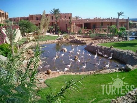 Hauza Beach Resort (закрыт) 4* - смотреть фото 36 Отель Hauza Beach Resort (закрыт) 4*, Шарм Эль Шейх - фото 36
