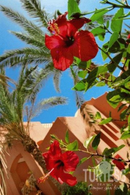Magic Life Sharm El Sheikh Imperial 4* - смотреть фото 29 Отель Magic Life Sharm El Sheikh Imperial 4*, Шарм Эль Шейх - фото 29