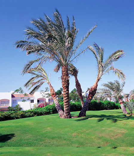Sheraton Sharm Hotel Resort, Villas & Spa 4* - смотреть фото 17 Отель Sheraton Sharm Hotel Resort, Villas & Spa 4*, Шарм Эль Шейх - фото 17