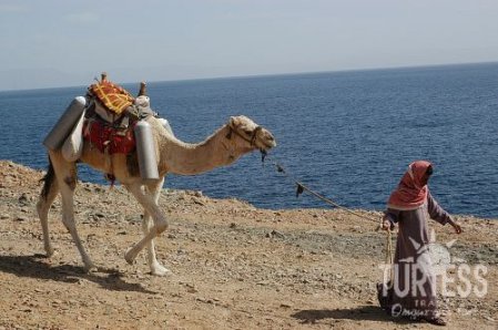 Safir Dahab Resort 5* - смотреть фото 3 Отель Safir Dahab Resort 5*, Дахаб - фото 3