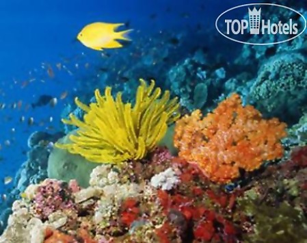El Hayat Resort Sharm El Sheikh 4* - смотреть фото 27 Отель El Hayat Resort Sharm El Sheikh 4*, Шарм Эль Шейх - фото 27