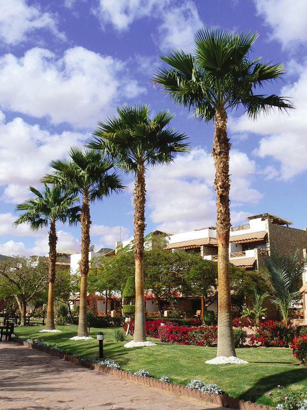 Отель Taba Hotel & Nelson Village 5*, Таба - фото 6