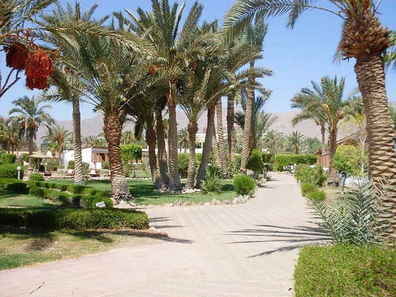 Helnan Nuweiba 4* - смотреть фото 14 Отель Helnan Nuweiba 4*, Нувейба - фото 14